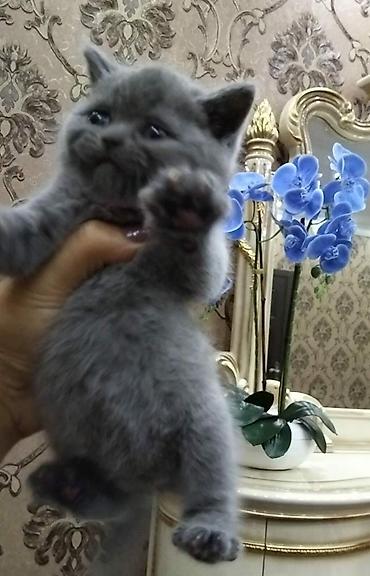 lato lato: SATILIR. öz pişiyimizin balasıdı. 24 sentyabr doğumlu sərbəst korm — 3