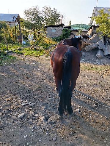 лошади данчак: Продаю | Жеребец | Рабочий | Осеменитель — 1
