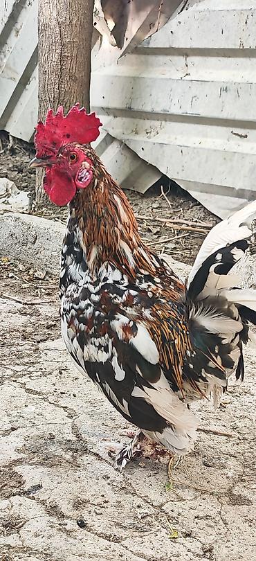 heyvan alqi satqisi: Yetiwkin damazliq yaponkalardi cox xirda novdu fere yumurtlayir tek — 6