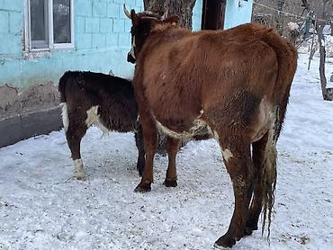 Коровы, быки: Продаю | Корова (самка) | Полукровка | Для молока | После отела at lalafo.kg — 6 Коровы, быки: Продаю | Корова (самка) | Полукровка | Для молока | После отела — 6