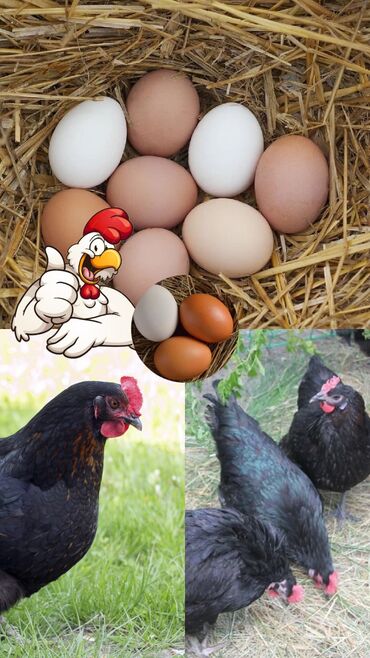 продам яйца: Домашняя яицо 
Наш адрес ошская область город карасуу 
Тел