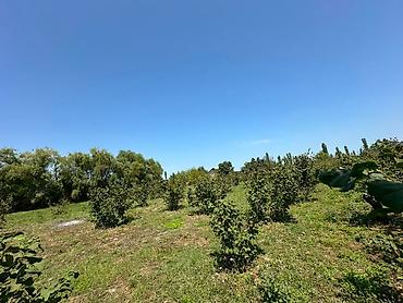 obyekt ucun torpaq: 20 sot, Tikinti, Mülkiyyətçi, Kupça (Çıxarış) — 6