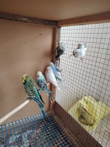 İtlər: Tam sağlam və aktiv quşlardır, qiymət quşa görə dəyişir, istəyən olsa