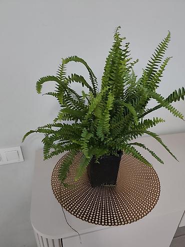 Папоротники: Калатея лонси калатея медальон — 6