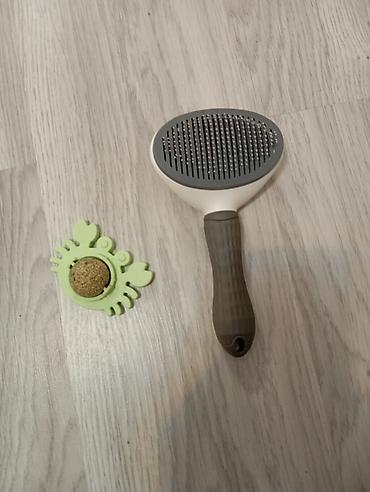 pisik cantası: Cinsi:Britsh shorthair. Cantası tek 170m da alınıb. Ev heyvanları — 4