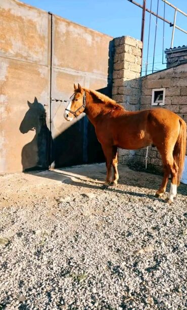 pony atlar: Erkək, Qarabag, il: 3, Ünvandan götürmə