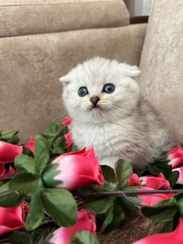 мейн кун купить в баку: Шотландская, Самец, Самка, В добрые руки, Самовывоз, Платная доставка, Доставка в районы