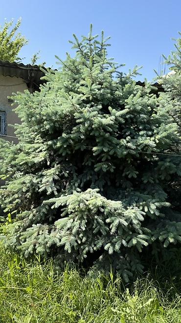Ель: Ели/пихты для ландшафта (несколько взрослых экземпляров) - Породы — 1
