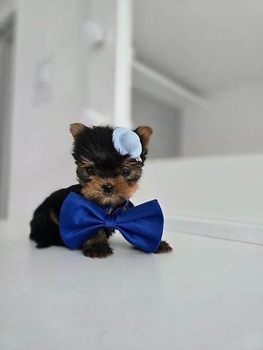 mali psi za udomljavanje: U ponudi muzjak star 2,5 meseca.Novi Sad — 1