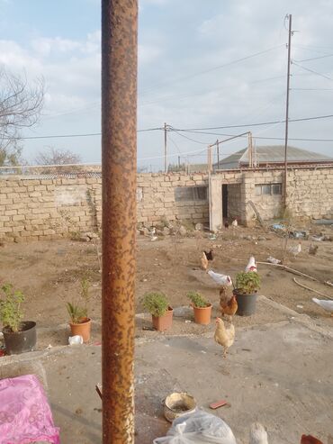 dəmir hasarlar: Pirallahı qəs. 5 otaqlı, 73 kv. m, Orta təmir