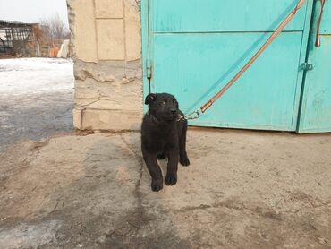 Продажа собак: Восточноевропейская овчарка, 2 месяца, Самец, С родословной