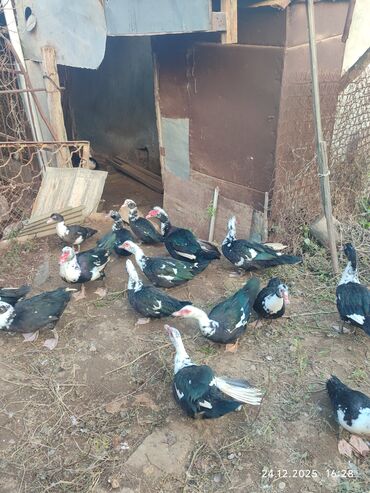 Ördəklər: Dişi, | Lal ördək, Ətlik — 8