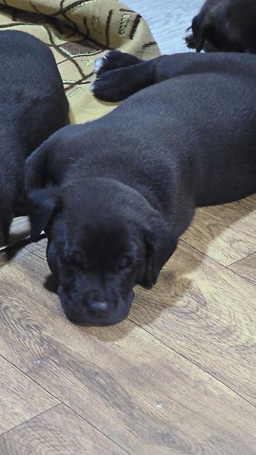 Продажа собак: МИТИСЫ. Мама питбуль, папа Малинуа (бельгийская овчарка)Щенки от пары — 4