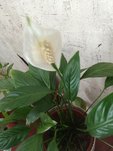 Другие комнатные растения: Стеклянный цветок красоты производит кислород в закрытых помещениях