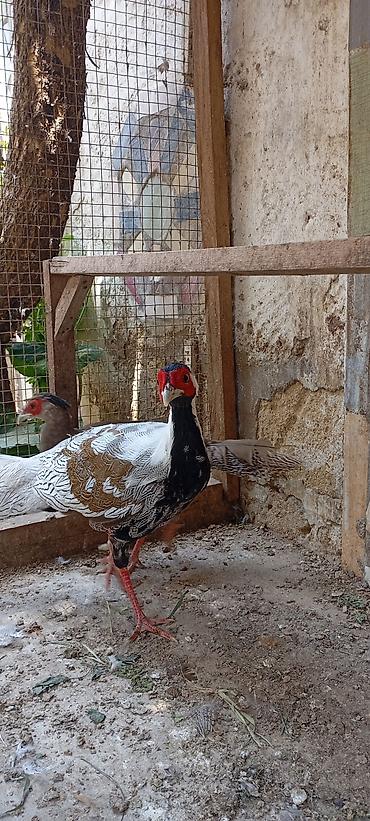 ağ quyruq ağlıca: Gümüş Fazan cütü - Növ: Gümüş fazan (Silver Pheasant), 1 erkək və 1 — 2