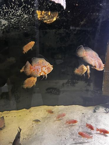 Рыбы: Оскары (Astronotus ocellatus) — молодь, окрас «ред тигр» - Вид — 3