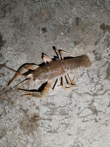 bal satışı: Məhsul: Canlı xərçənglər (çay xərçəngi) Təsvir: - Təzə tutulmuş çay lalafo.az -da bal satışı: Məhsul: Canlı xərçənglər (çay xərçəngi) Təsvir: - Təzə tutulmuş çay