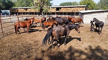 лиса купить: Продаю | Кобыла (самка) | На забой | Племенные — 8