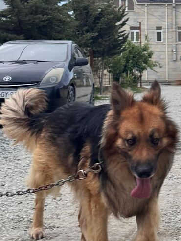 itler pitbul: Alman çoban iti, 6 il, Erkek, Cütləşmə üçün, Ünvandan götürmə