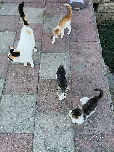 Pişiklər: Tabbi, Yaxşı əllərə — 8