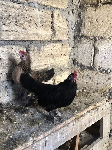 çöl toyuqu: Qimet üçne ayitdi cidi alıcı olsa cuzi endirim olar