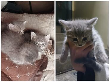 pişik ucun yuva: Шотландская, Самец, Самка, В добрые руки, Самовывоз