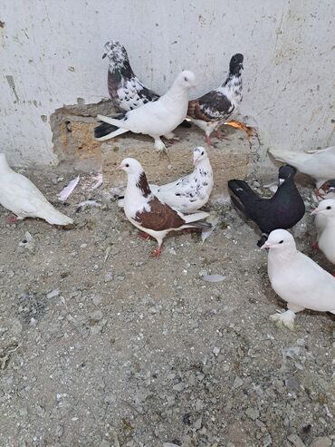 Göyərçinlər: Salam. goyercinler kom 6 manat tek tek 8 manat. goyercinle Bakının — 14