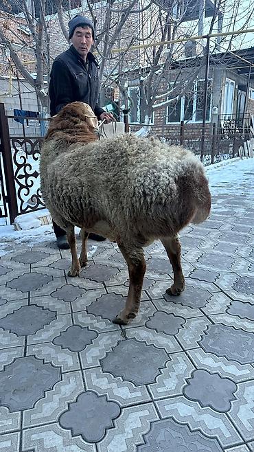 Баран, овца: Продаю | Баран (самец) | Арашан | Для разведения | Племенные — 6