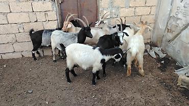 keci balasi: Məhsul: Yerli keçi sürüsü

Təsvir:HAMSİ CAVAN HEYVANLARDIR — 2