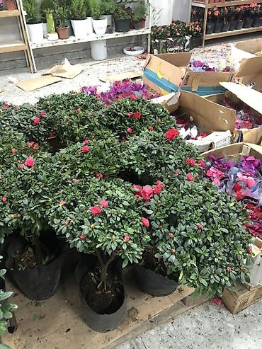 Букеты из живых цветов: Гортензии в декоративных пакетах-кофрах - Композиции из цветущих — 16