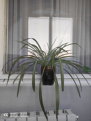 Хлорофитумы: Комнатные растения в горшках: 1) Хлорофитум (Chlorophytum comosum) —