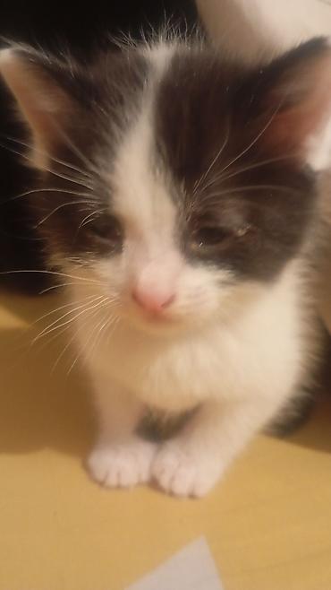 отдам котенка в добрые руки: Кошка даром: Беспородная, 1 месяц, Мальчик — 4
