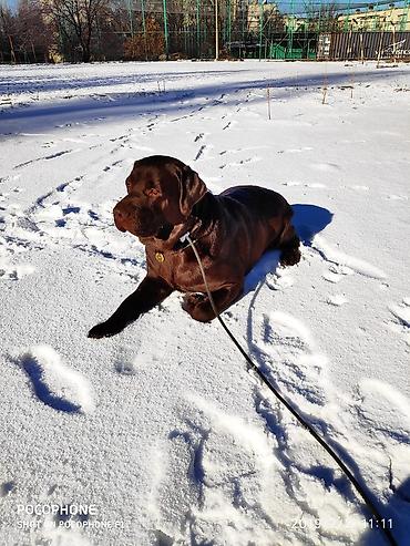 Вязка собак: Вязка: Лабрадор-ретривер, Самец, 5 лет, С родословной — 5