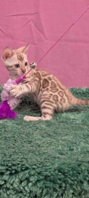 Продажа кошек: Бенгальская, 1 месяц, Девочка, Белый, Кастрирована, Приучена к лотку, Проглистована — 17