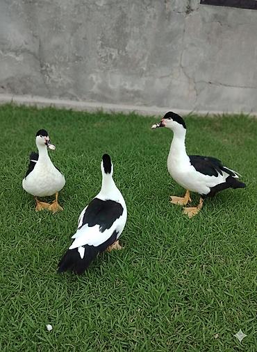 dovşan şəkili: Muscovy sort lal ördəklər – müxtəlif rənglərdə balalar Rəng çeşidləri — 3