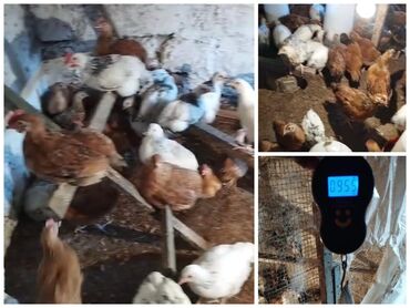 qoyun quzu nece yazilir: Sivirlibis broler tam saglam cuceler. 40 gunlukdiler. Ceki 960 qr