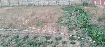 Torpaq sahələrinin satışı: Kənd təsərrüfatı — 8