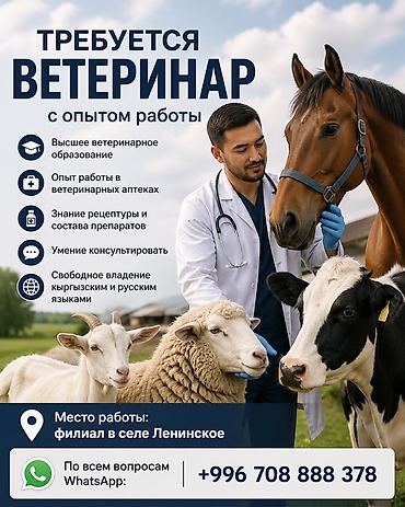 сто ремонт: Вакансия: Требуется ветеринар (продажник ) с опытом работы У нас — 1