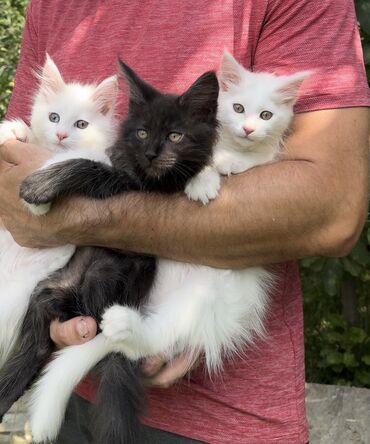 персидский кот цена: Мейн Кун Мейн-кун котята Готовы к продаже котята породы Мейн Кун