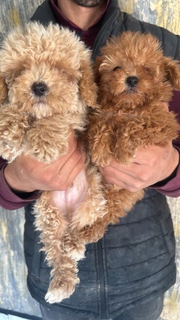 İtlər: Pudel, 2 ay, Erkek, Peyvəndli, Pulsuz çatdırılma — 17