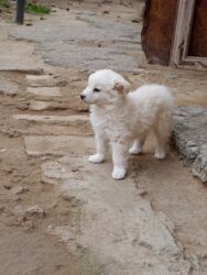 it wekilleri: 2 ay, Dişi, Ünvandan götürmə lalafo.az -da it wekilleri: 2 ay, Dişi, Ünvandan götürmə