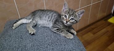 ищу котят: Отдам в добрые руки! Котята домашние. К лотку приучены, в еде не — 5