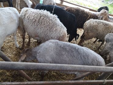 Бараны, овцы: Продаю | Овца (самка) | Гиссарская, Полукровка, Долан | На забой, Для разведения