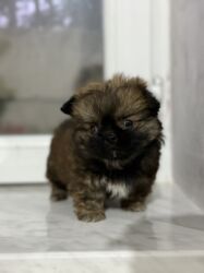 İtlər: Pekines, 2 ay, Dişi, Peyvəndli — 17