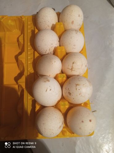 перепела яйца: Индюшканын жумурткалары сатылат, кобойтуу учун