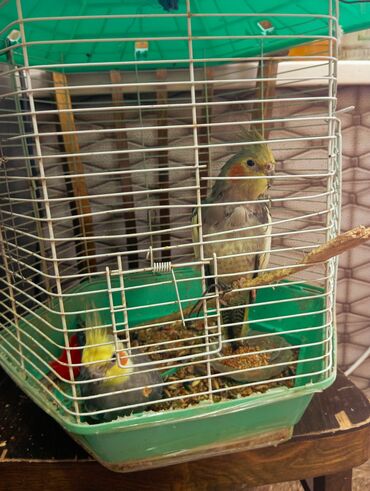 клетки для попугаев: Nimfa (cockatiel) cütü və qəfəs dəsti - Növ: Nimfa (Nymphicus