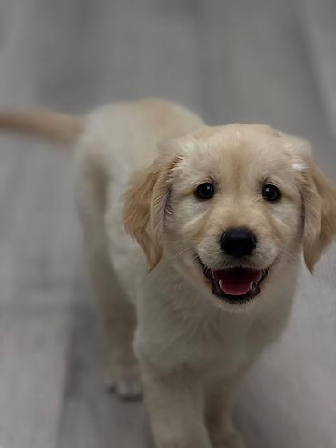 labrador retriever: Retriever, 2 ay, Dişi, Pulsuz çatdırılma — 1