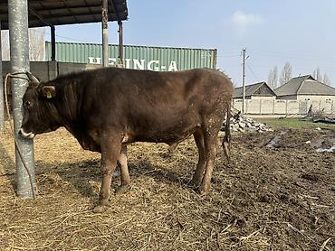Коровы, быки: Продаю | Бык (самец) | На откорм | Привязанные — 9