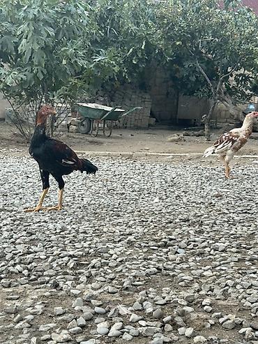 heyratı barter: Cutu 70 azn tektek 40 m — 4