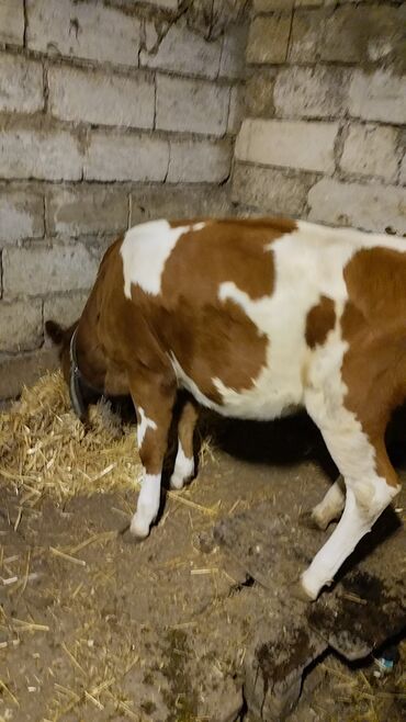 Inəklər, öküzlər: Məhsul: İnək (iribuynuzlu heyvan) Xüsusiyyətlər: - Rəng: Ağ-krem — 7